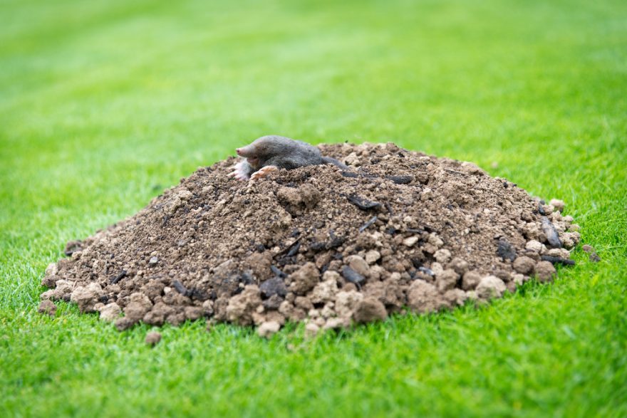 How to Tell If You Have Moles in Your Yard: A Guide