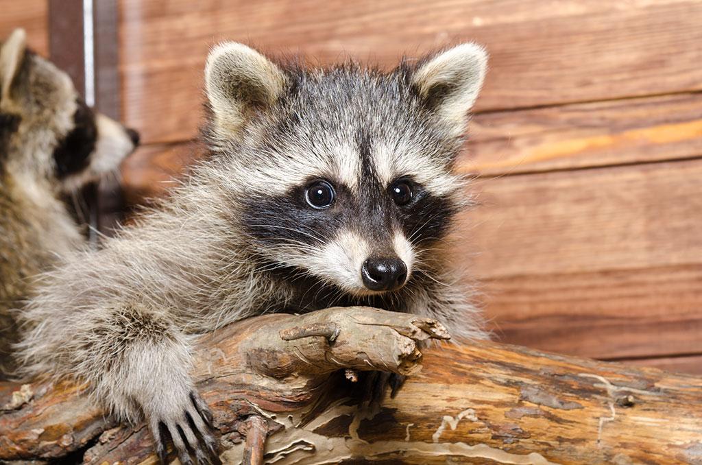 7 Signs You Might Have A Raccoon In Your Attic