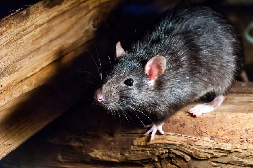 Roof Rat Removal: What to Expect When Hiring a Pro