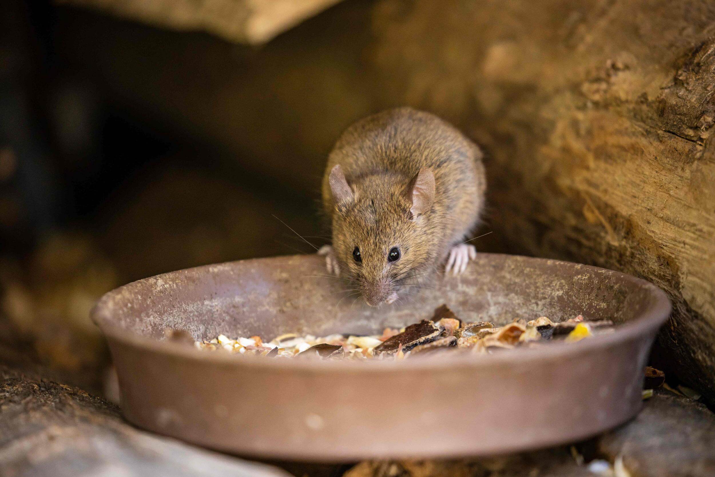 Rodent Control In Orange County: Understanding The Process