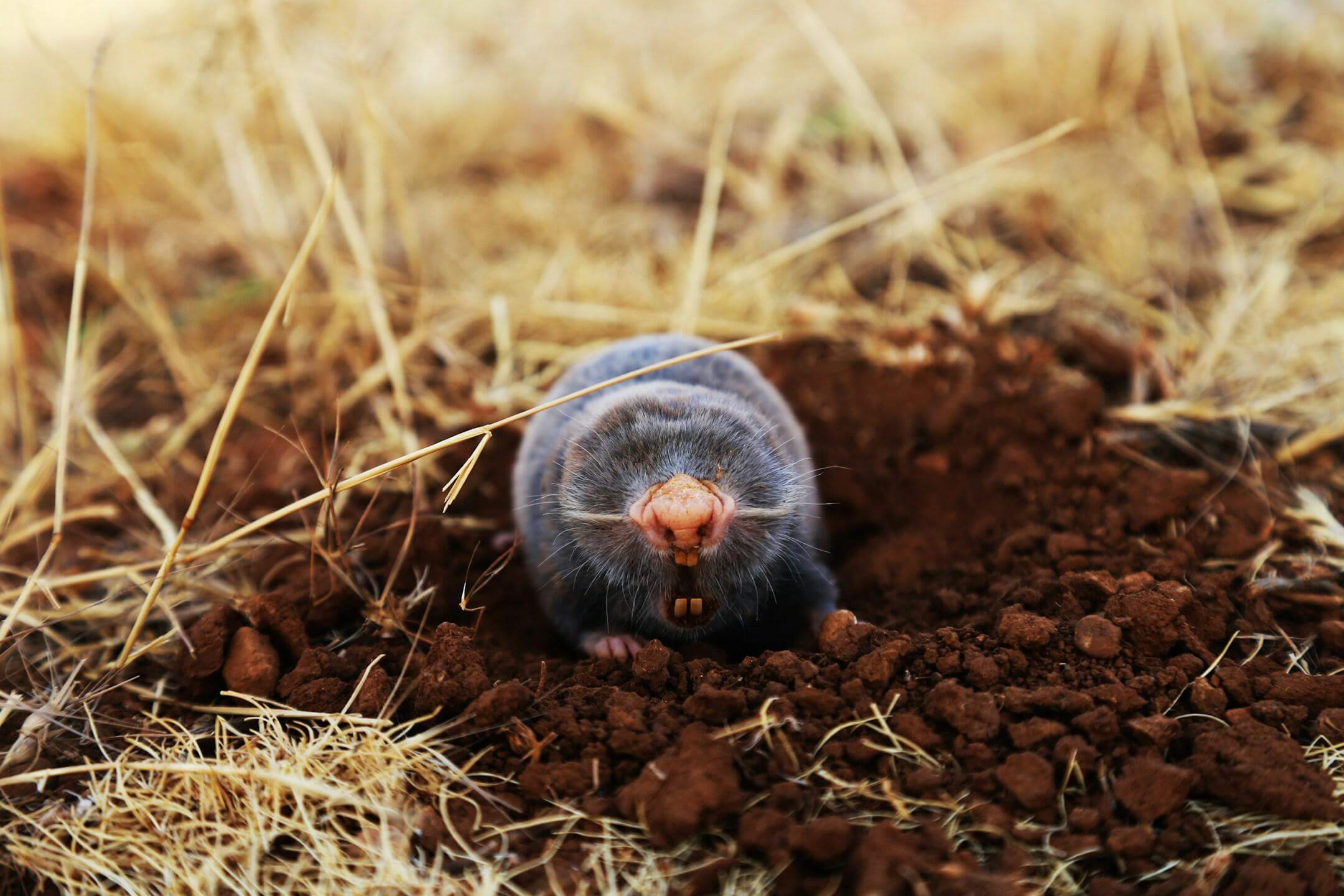 Top Strategies to Get Rid of Burrowing Mammals in Your Yard