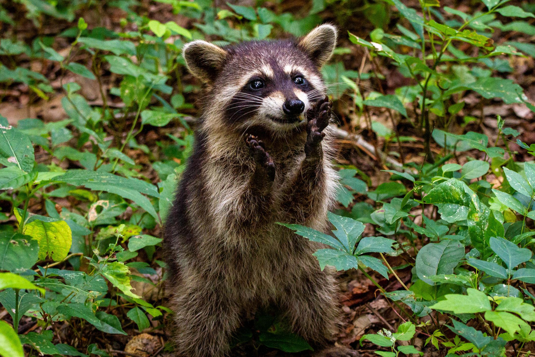 How Effective is Humane Raccoon Removal?