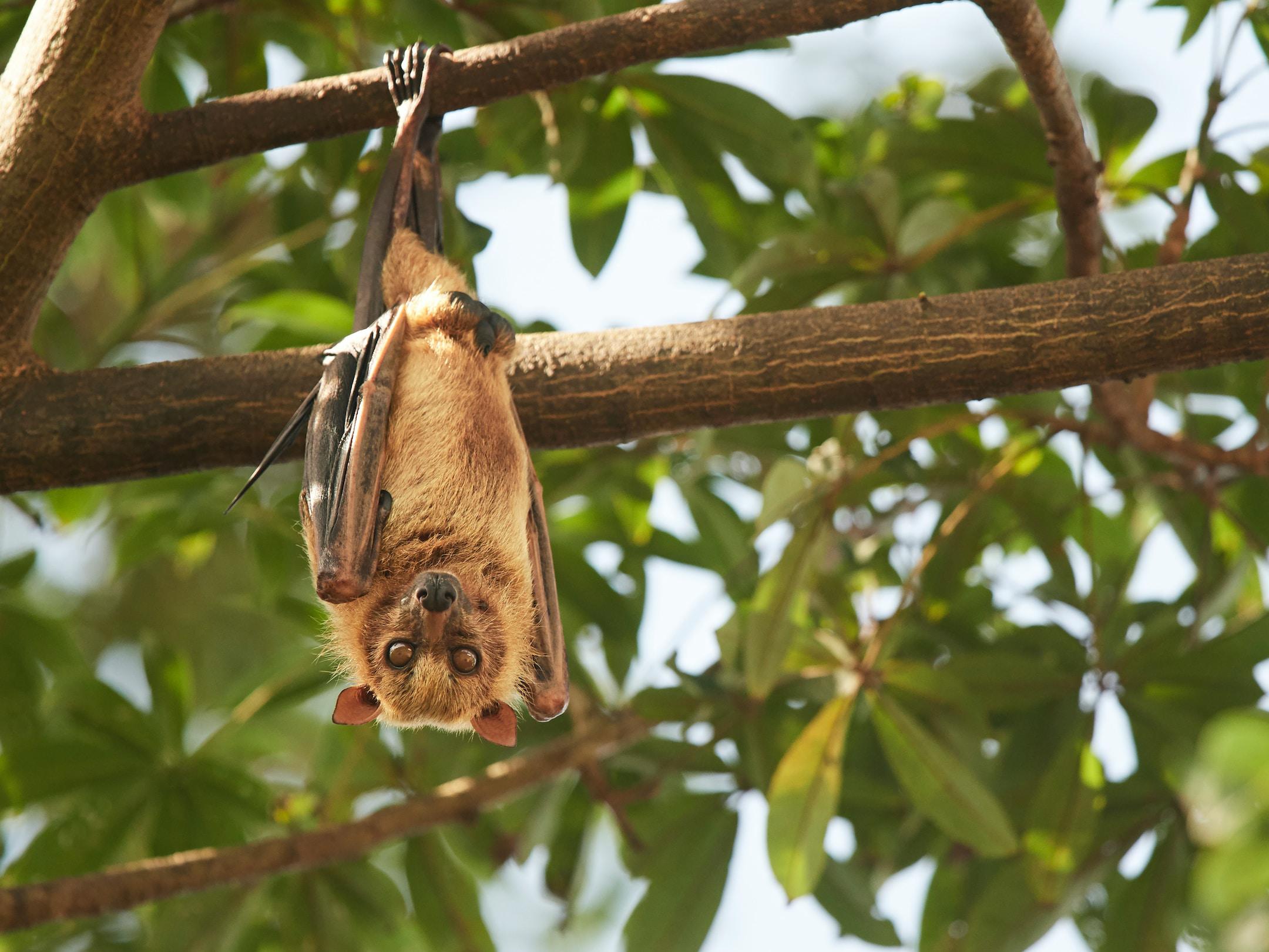 Step-by-Step: How Does Bat Removal Work?