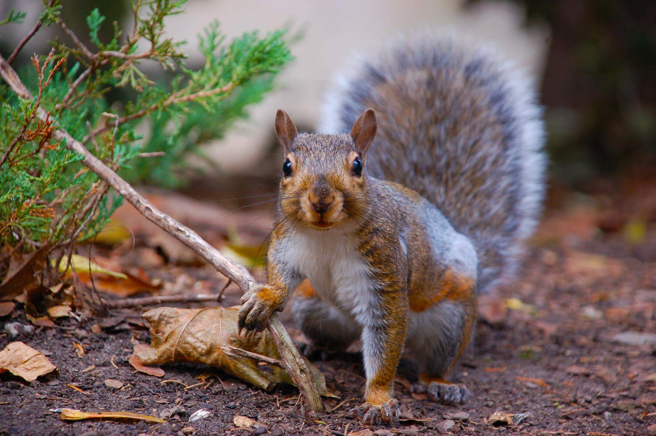 Do Squirrels Cause Damage to Property?