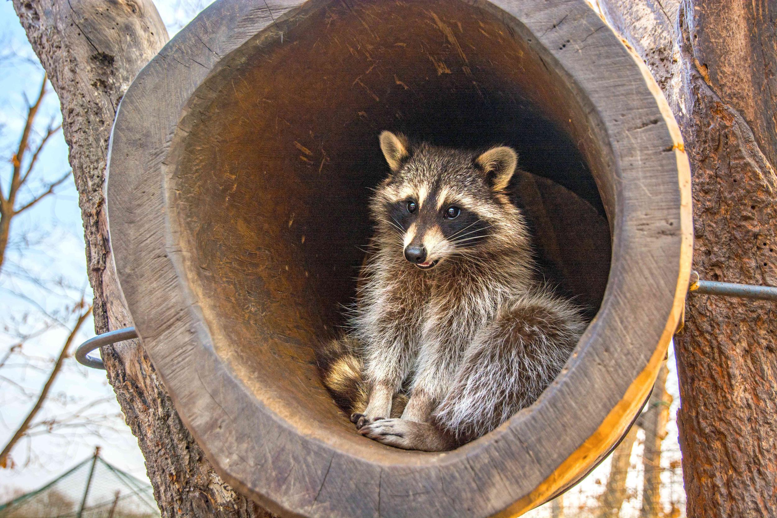 What You Can Expect From Raccoon Structural Removal Service In Denver