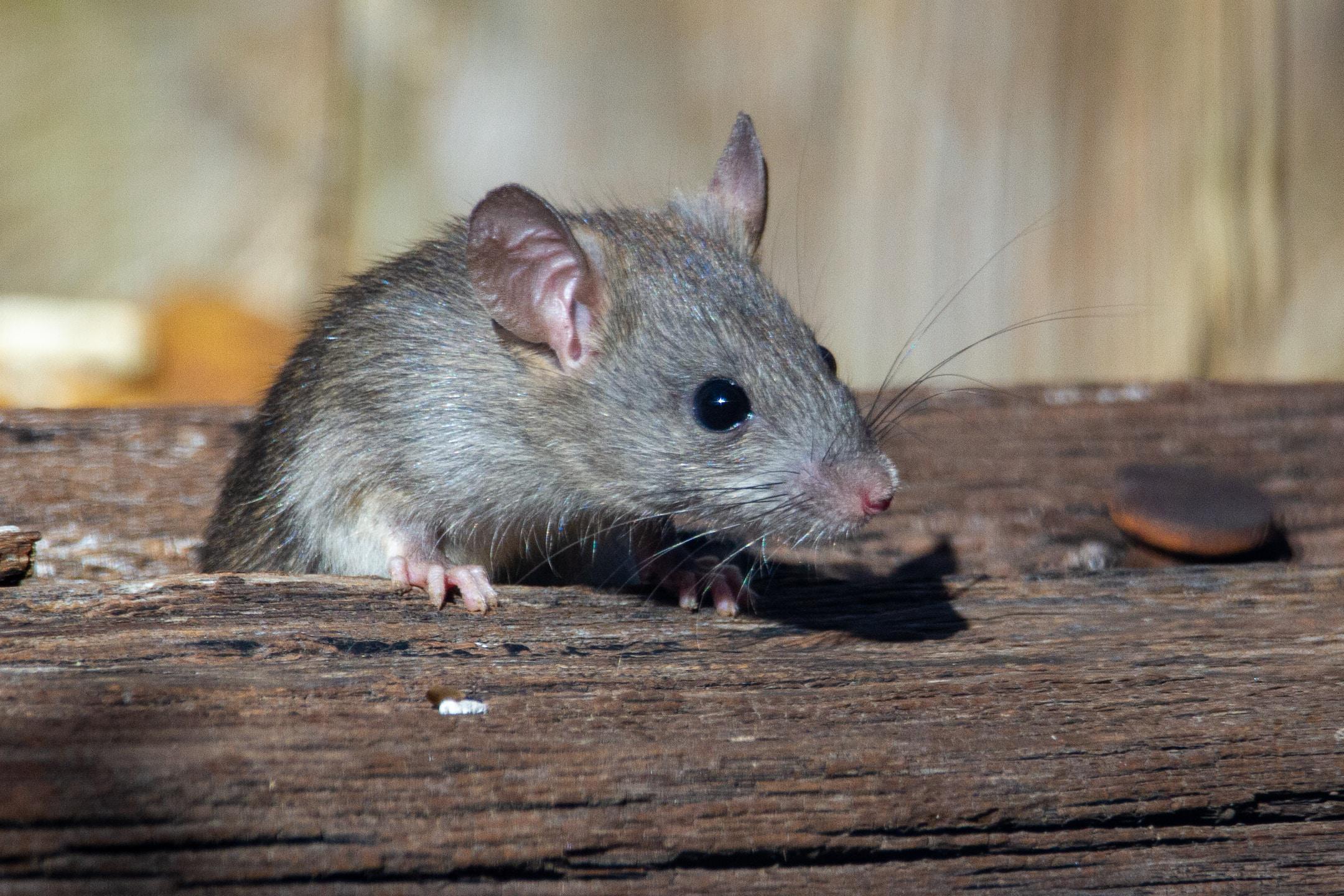 How to Find a Rat’s Nest and Prevent Future Infestations