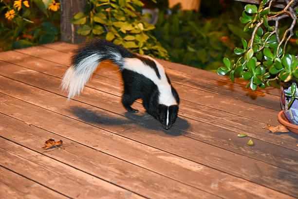 Why hire a skunk removal company instead of trapping it yourself?