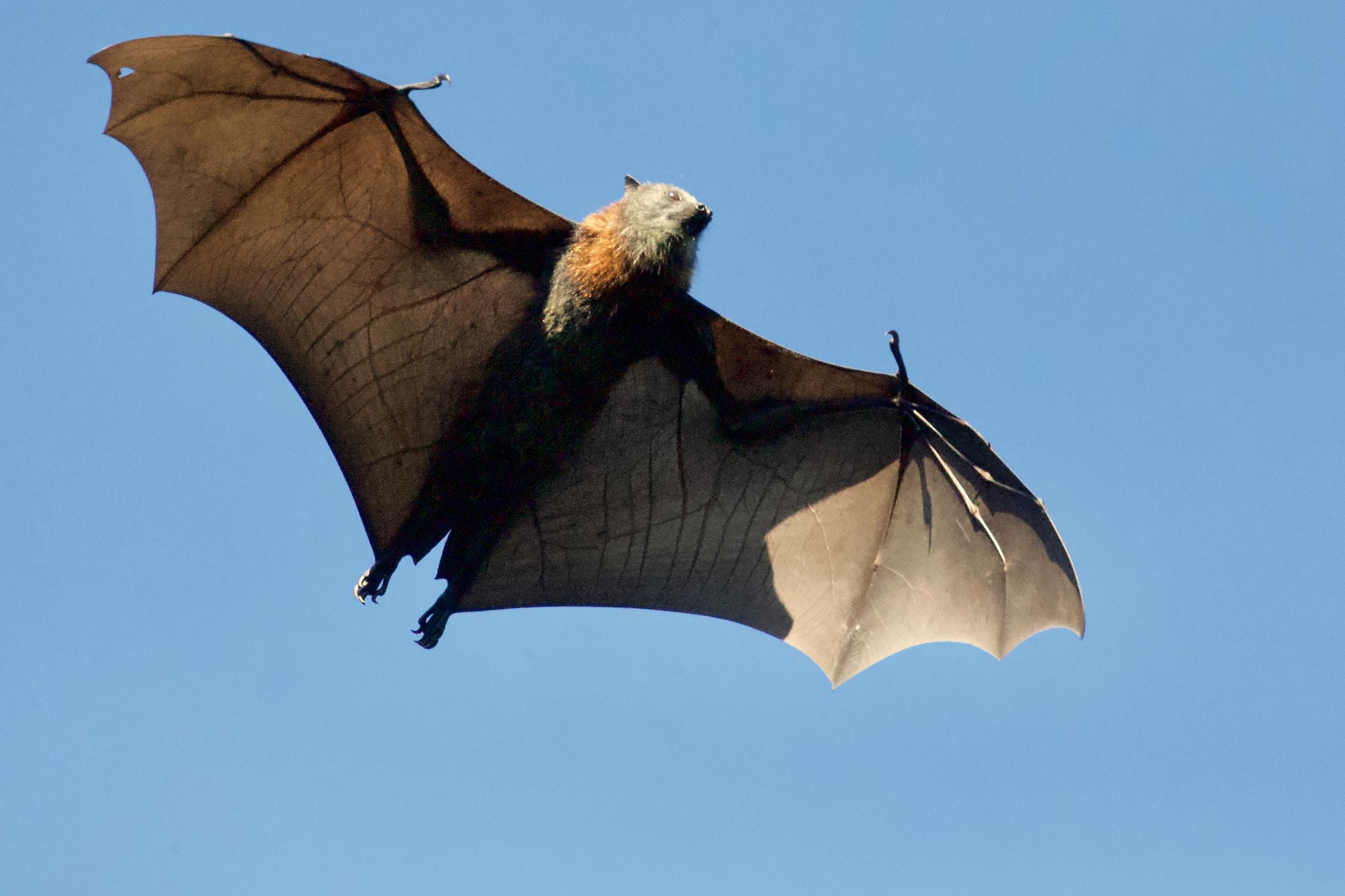 Professional Bat Removal Services for Your Home or Business