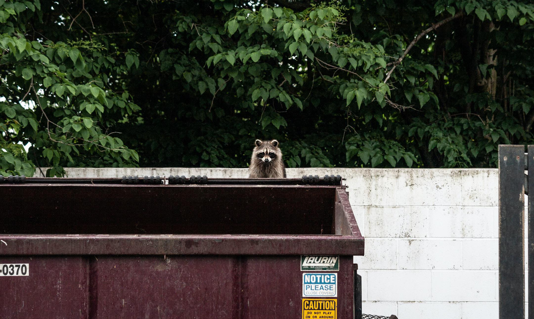 Raccoon Dining Habits: Exploring Their Varied Appetites and Trash Can Tactics