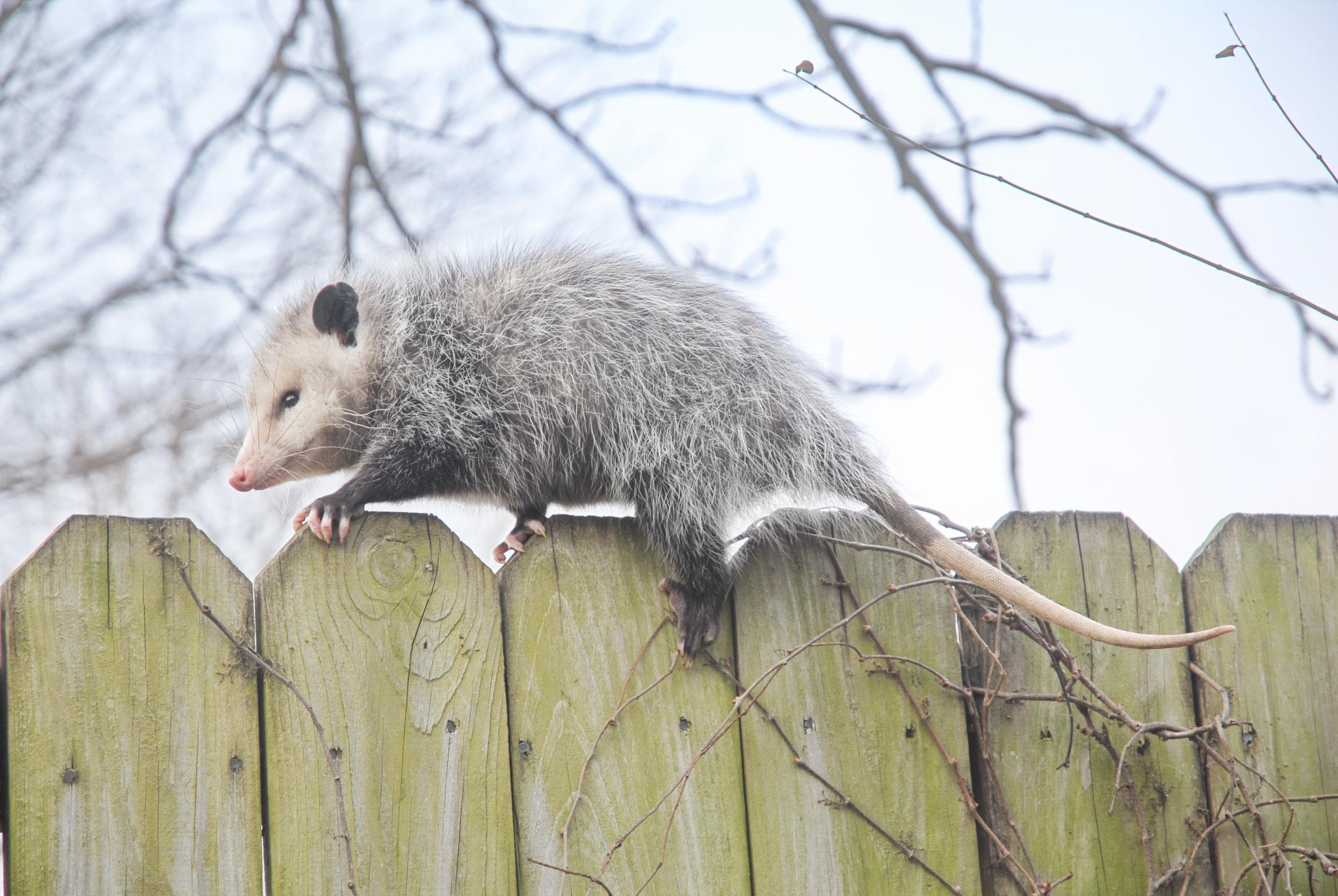 The Hidden Dangers of Opossums and How to Protect Against Them