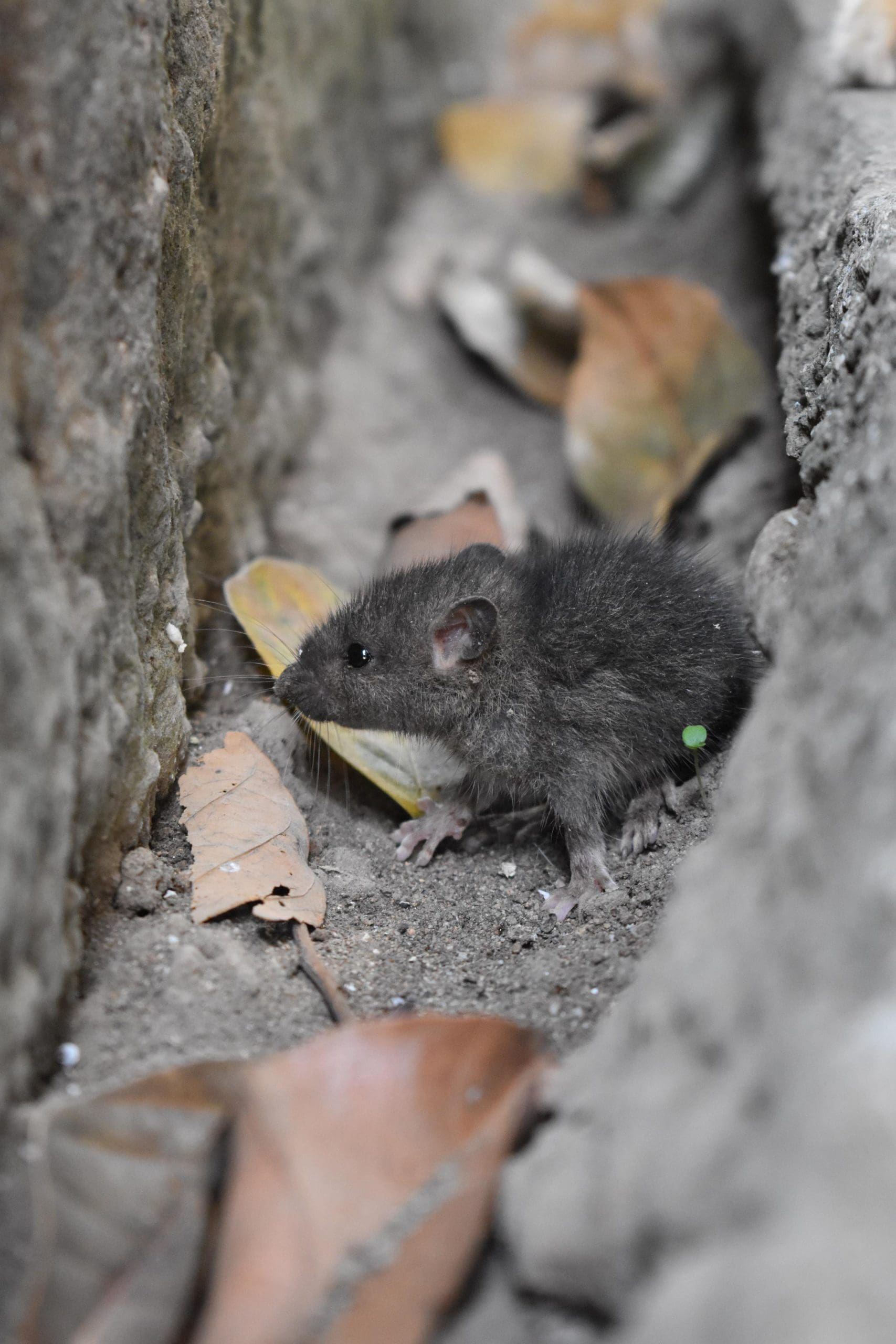 What Do Mice Sound Like in Walls? Pest Detection Questions, Answered!