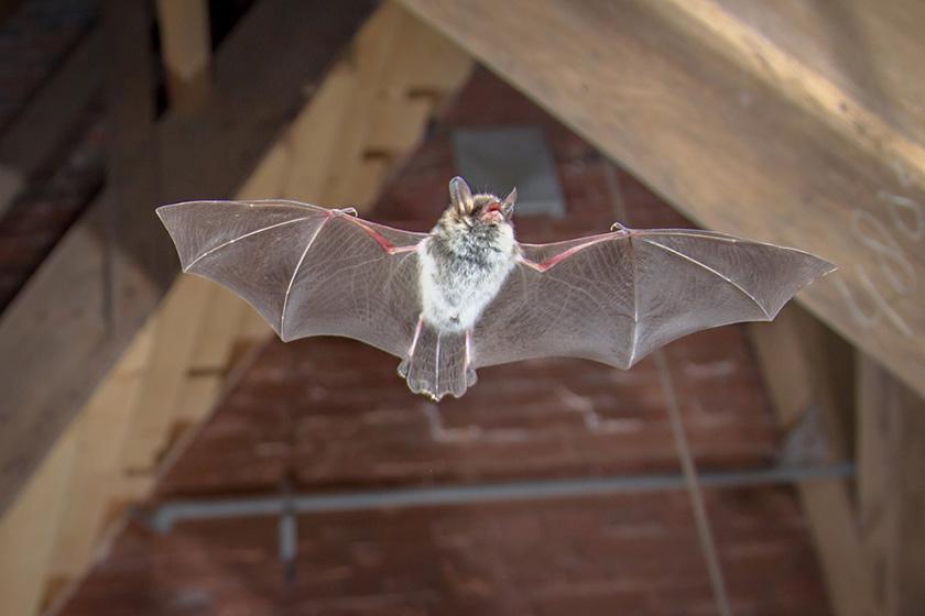 How To Get Rid Of Bats In The Attic With 8 Steps