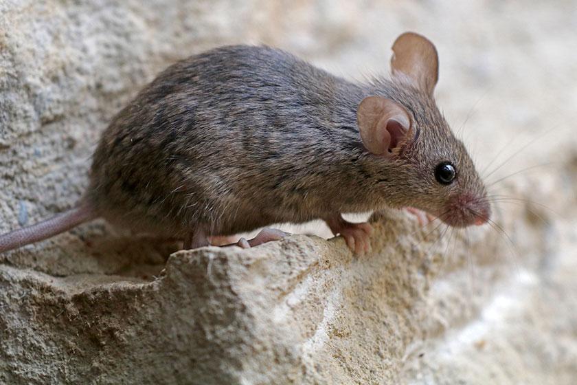 9 Types Of Indigenous Mice In Arizona