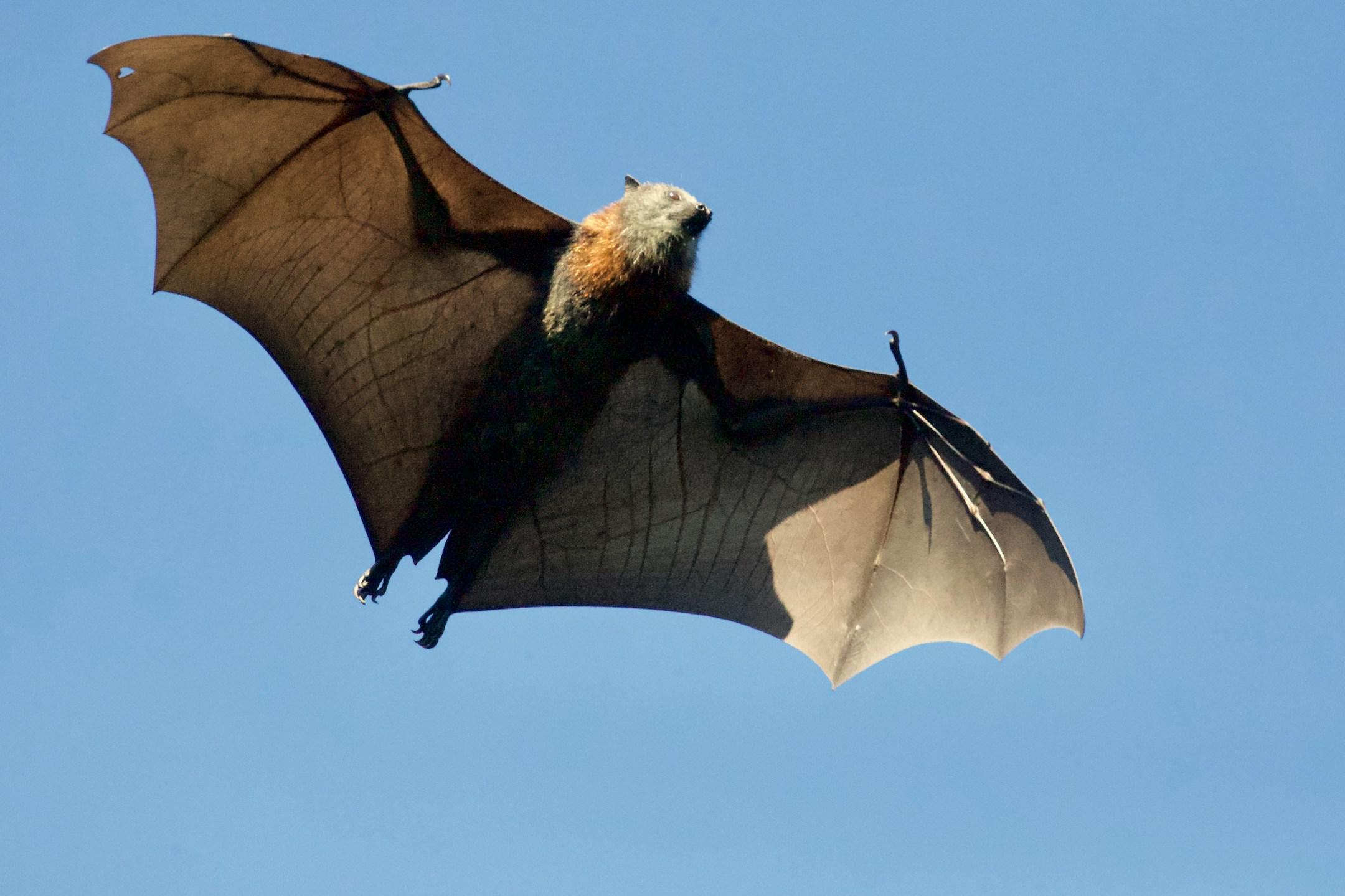 Tips on How to Choose the Best Bat Removal Company