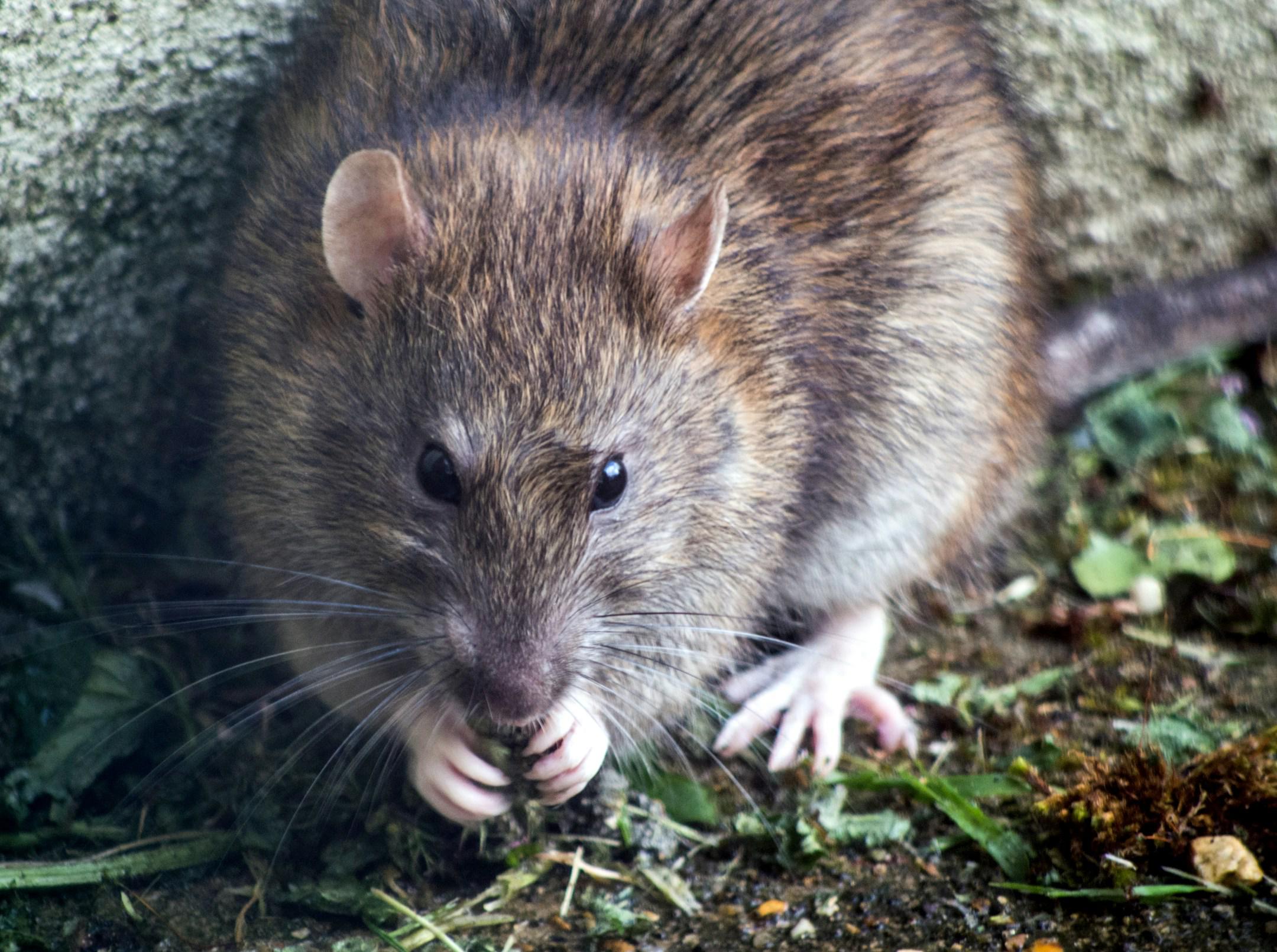 Rat Control in Orange County, Arizona Services That Best Pest & Wildlife Control Provides To Keep Your Home Rodent Proof