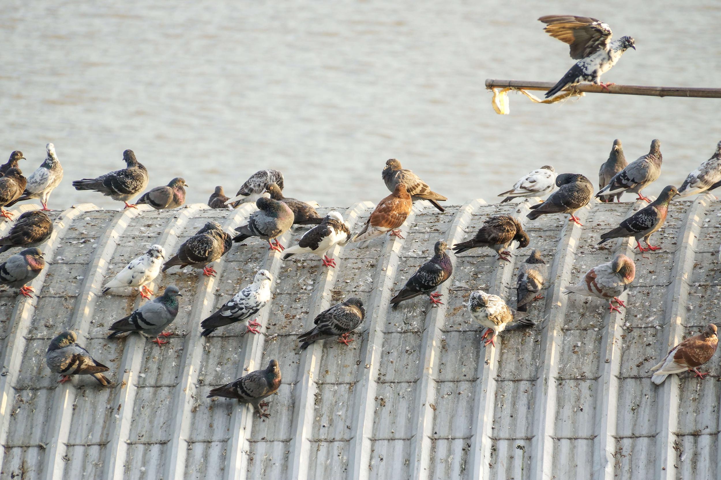 Effective Methods For Getting Rid Of Pigeons On Your Roof & In Your Attic