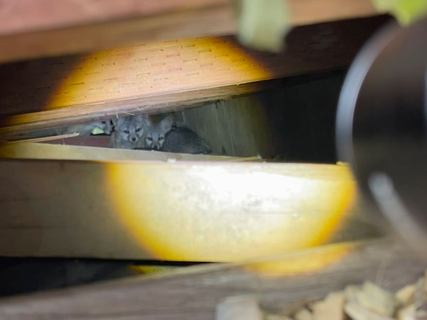 An Inside Look To Attic and Crawlspace Rodent Control In Phoenix, AZ