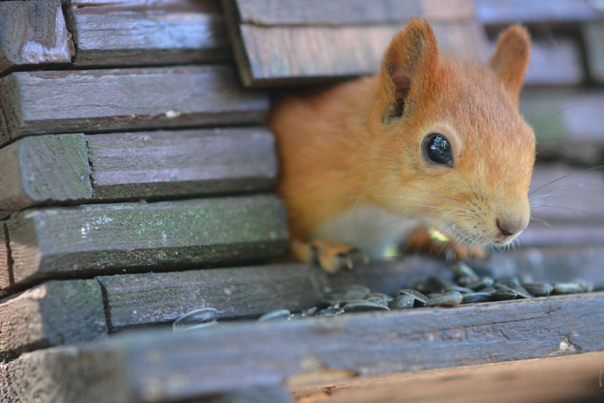 Identifying 6 Telltale Signs Of Squirrels In Your Attic In Orange County, CA