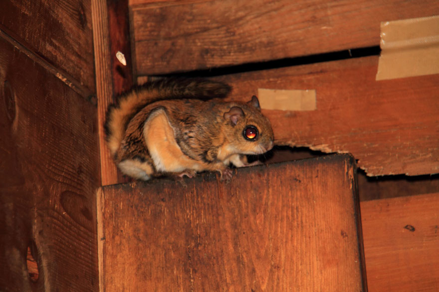 What Kind Of Damage Can Squirrels Do In Your House Attic In Denver, CO?