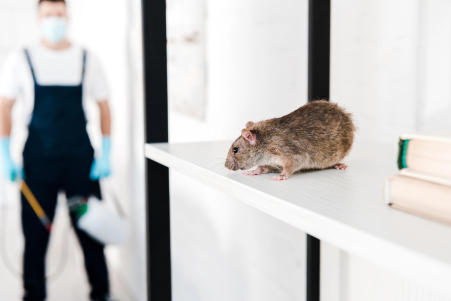 Signs It’s Time To Hire A Rodent Control Service In Scottsdale, CA