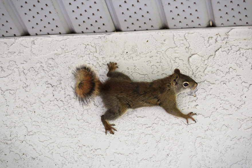 How To Get Rid Of Squirrels From The Attic Of Your Phoenix, AZ House