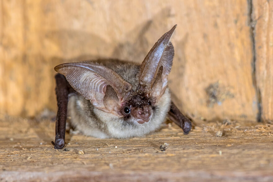 How Wildlife Activity Degrades Your Attic Insulation