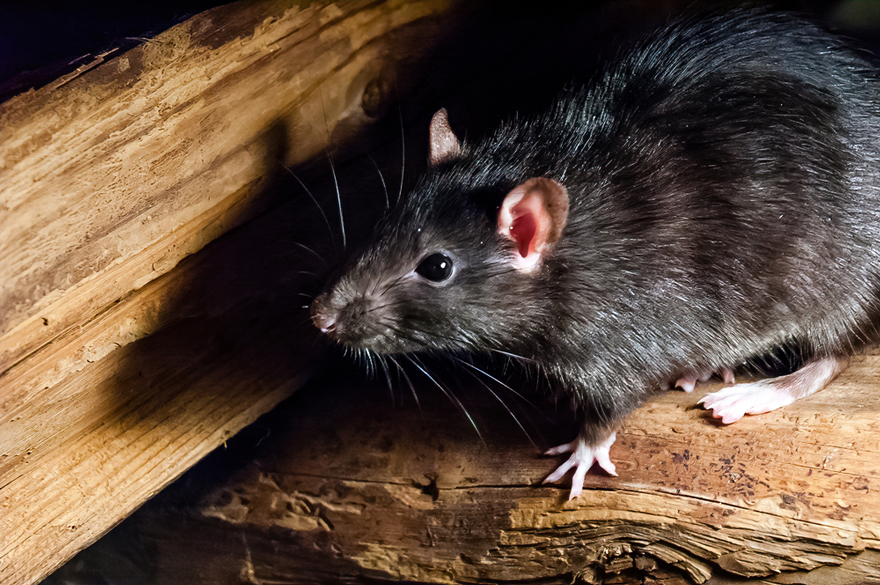 The Dangers That Roof Rats Pose To Your Structure in Santa Ana, CA ...