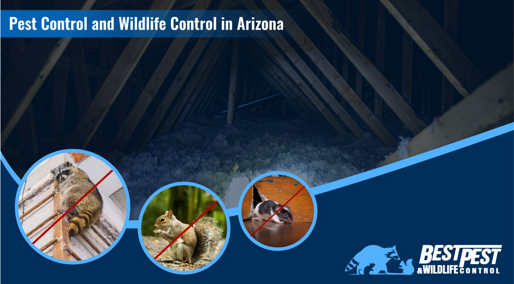 Your Complete Guide to Effective Pest Control and Wildlife Control in Arizona