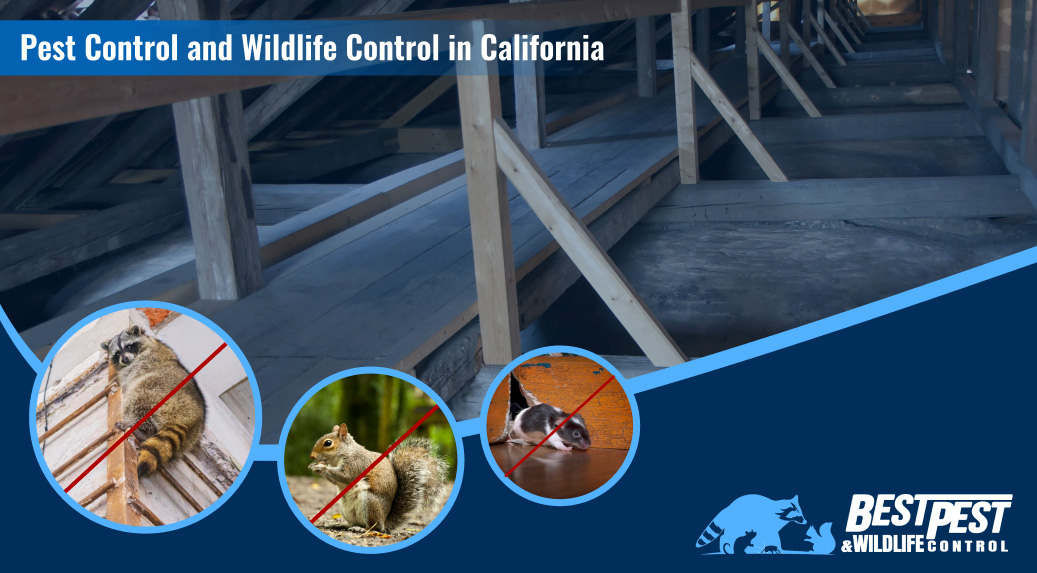 Your Complete Guide to Effective Pest Control and Wildlife Control in California