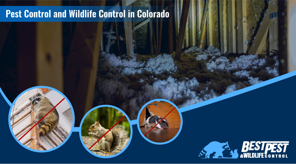 Your Complete Guide to Effective Pest Control and Wildlife Control in Colorado