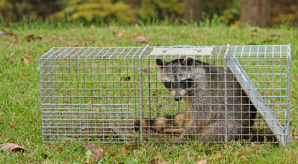 Your Complete Guide to Effective Pest & Wildlife Control in New Mexico