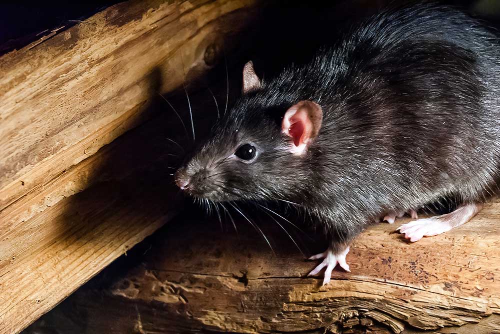 Navigating Wildlife Challenges in Colorado: When to Call Professional Pest and Wildlife Control Services