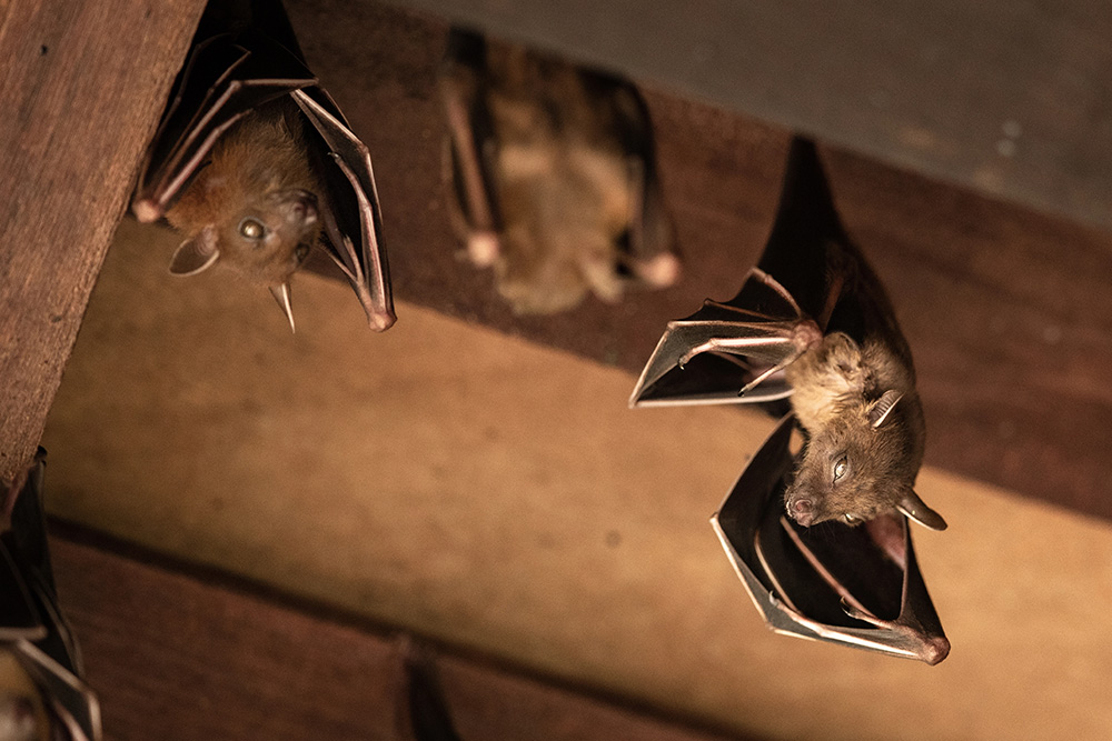Dealing With Wildlife In New Mexico Homes: Common Invaders And How To Remove Them