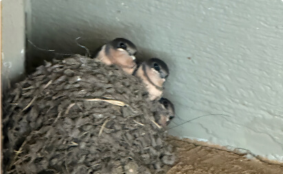 Bird Control
