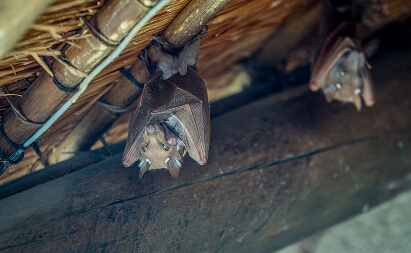 Bat Control