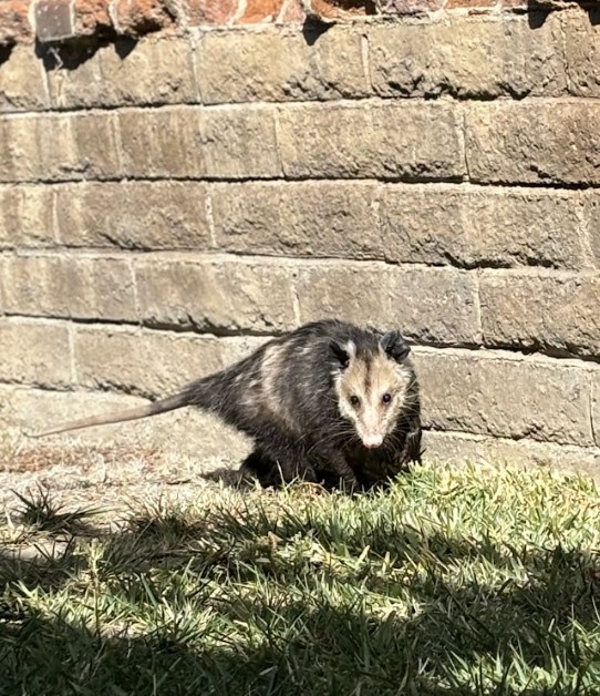 Opposum Control Feature