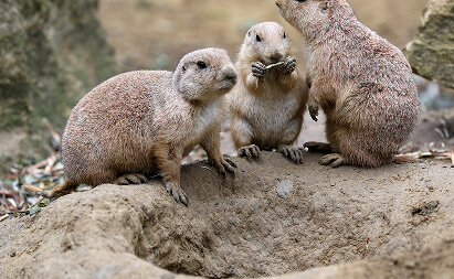 Prairie Dogs
