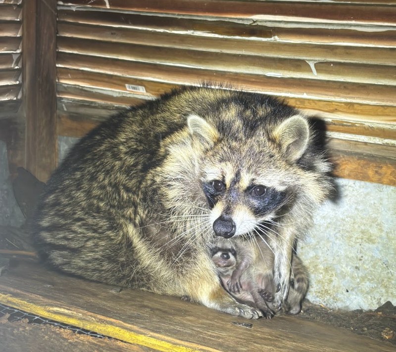 Raccoon Control Feature Img