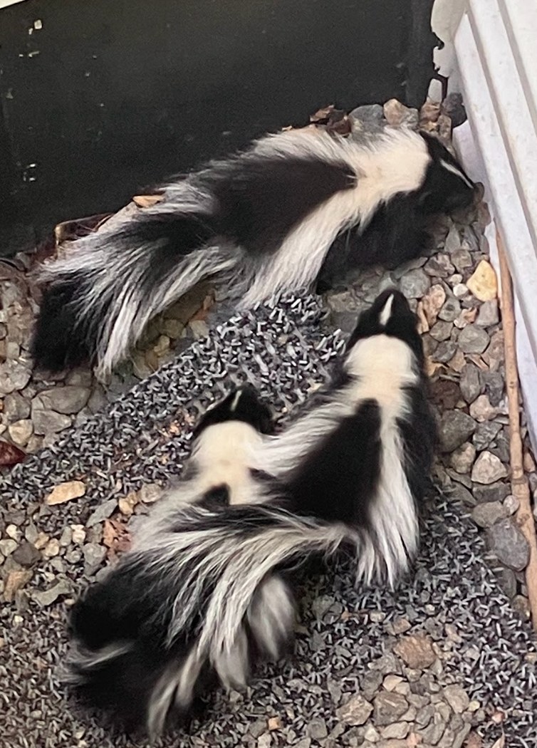 Skunk Control Feature Img