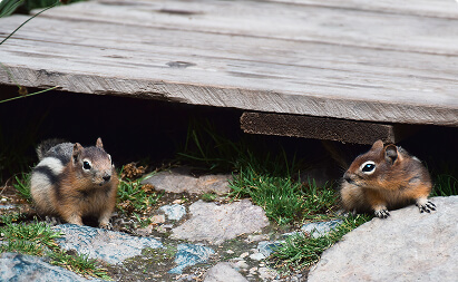 squirrel-control