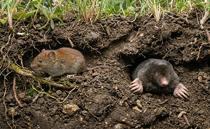 Voles And Moles
