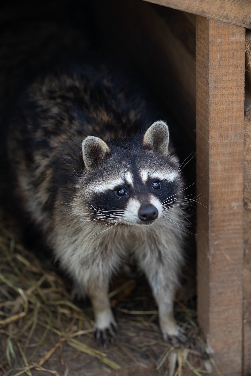 How Professionals Get Rid Of Raccoons In California