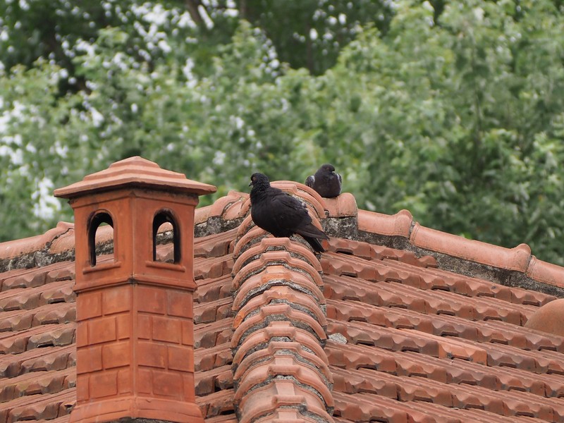 Who To Call To Remove Birds From Your Attic In Phoenix, AZ